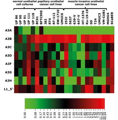 APOBEC3B Activity Is Prevalent in Urothelial Carcinoma Cells and Only Slightly Affected by LINE-1 Expression